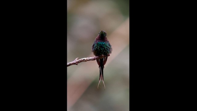 kolibřík trnoocasý - ML611838308