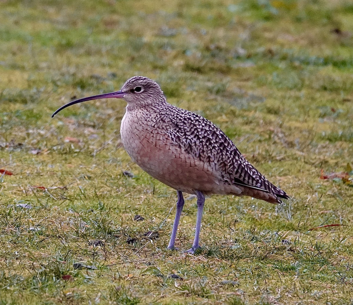 Long-billed Curlew - ML611838323