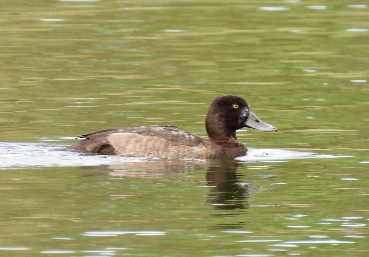 Greater Scaup - ML611838358