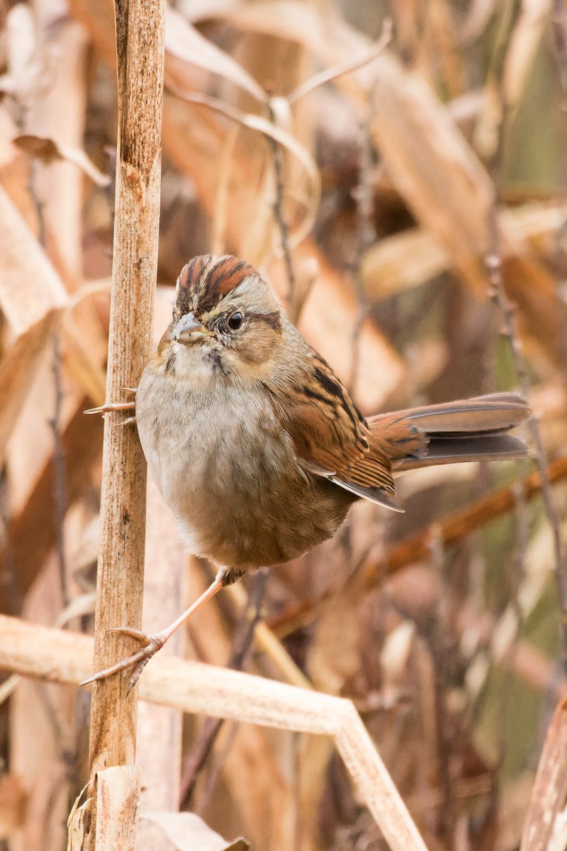 Swamp Sparrow - ML611838503