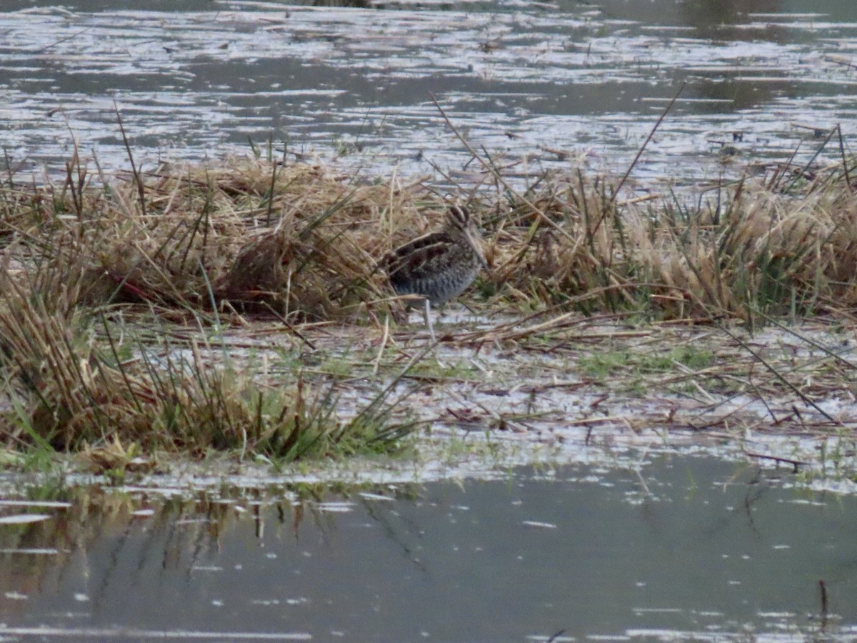 Wilson's Snipe - ML611838696
