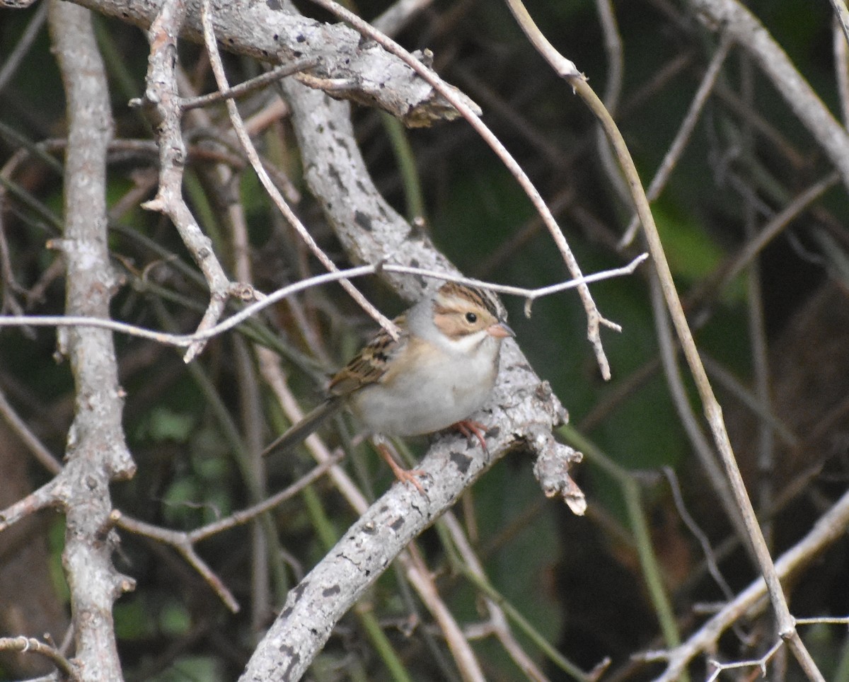 Clay-colored Sparrow - ML611838754