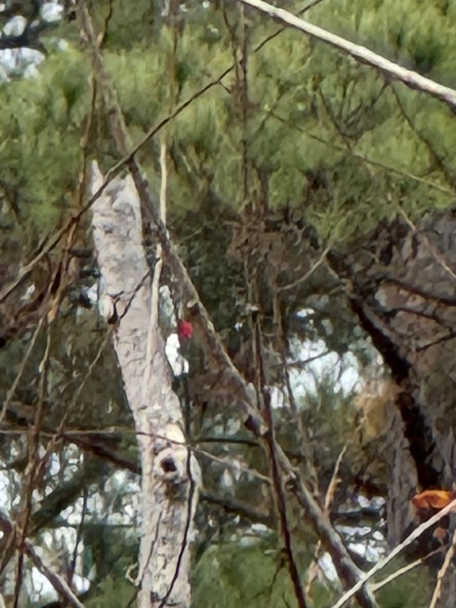 Red-headed Woodpecker - ML611838867