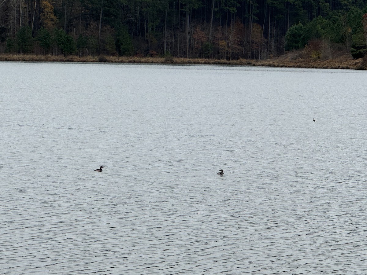 Pied-billed Grebe - ML611838881