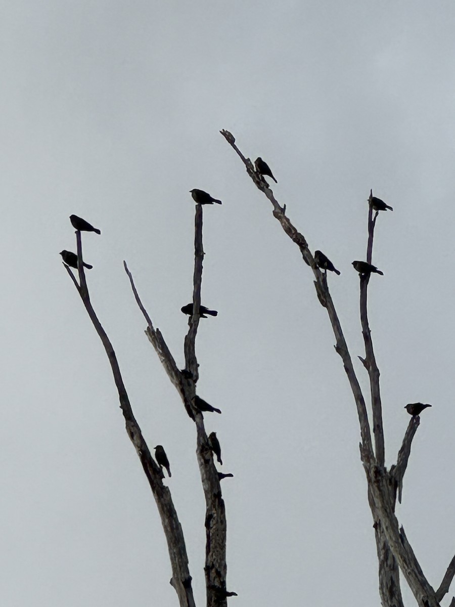 Red-winged Blackbird - ML611838897