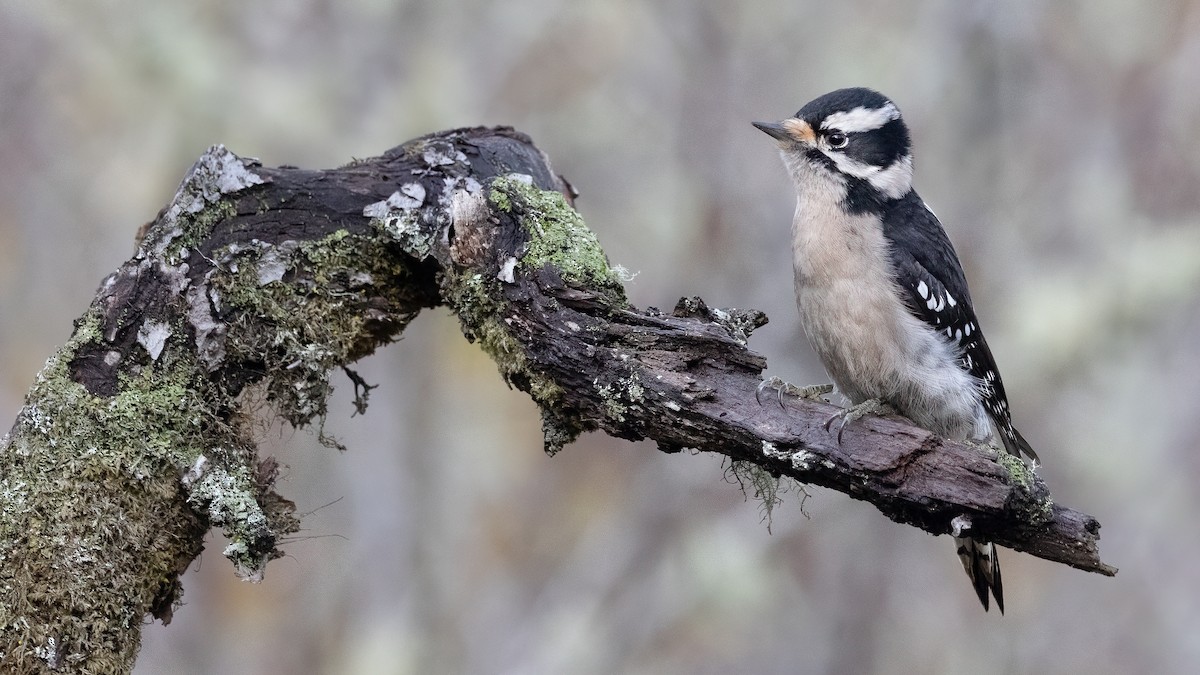 Downy Woodpecker (Pacific) - Liam Hutcheson