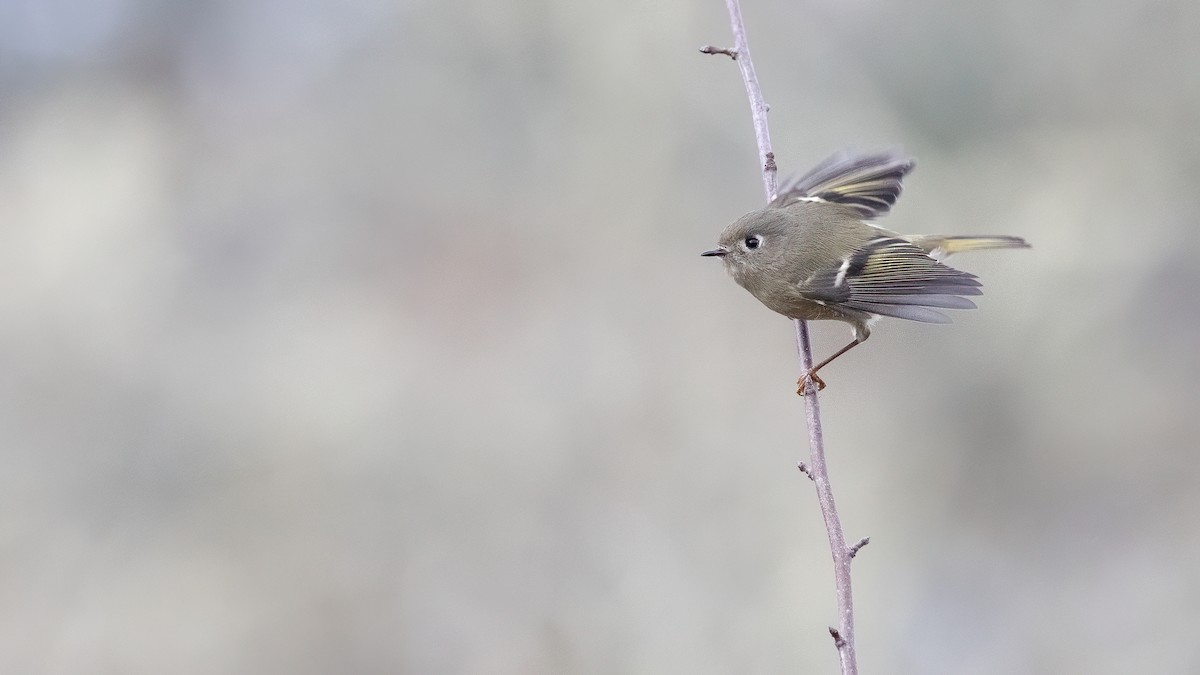 Ruby-crowned Kinglet - Liam Hutcheson