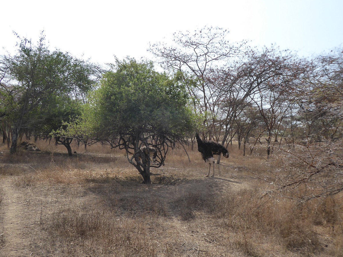 Somali Ostrich - ML611839436