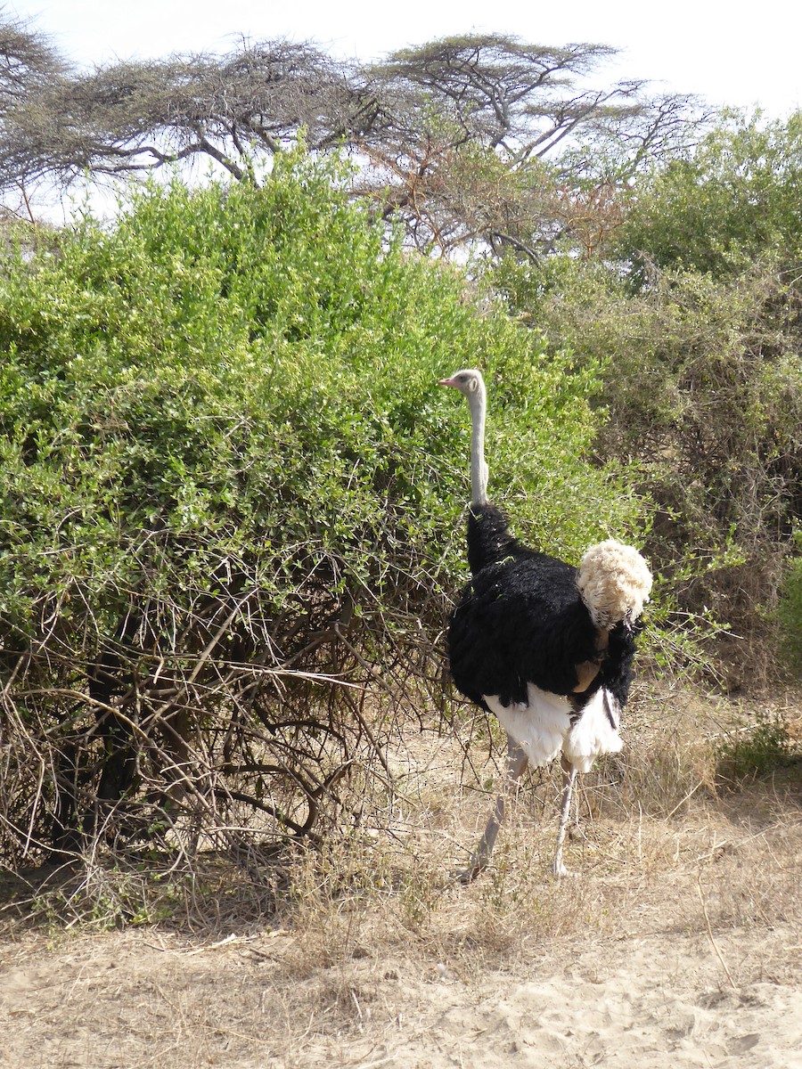 Somali Ostrich - ML611839449