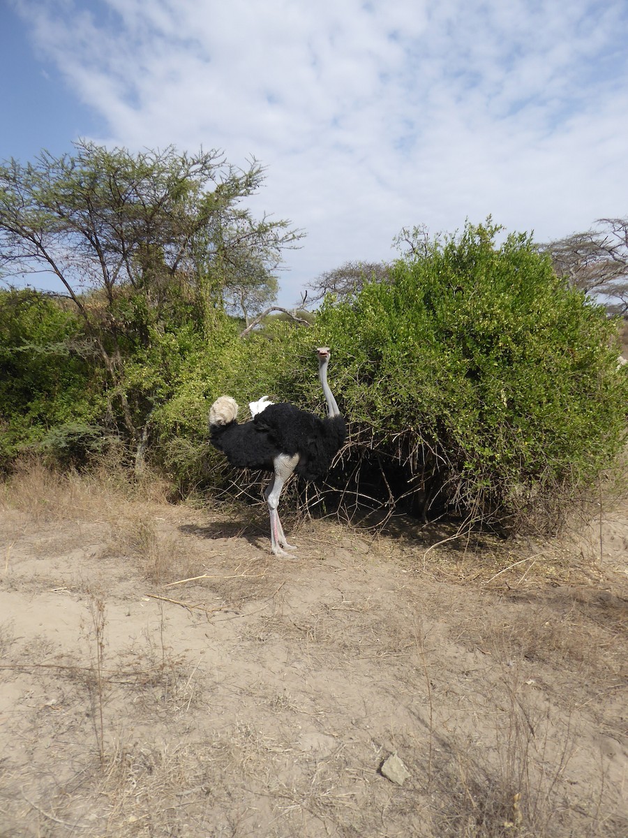Somali Ostrich - ML611839472