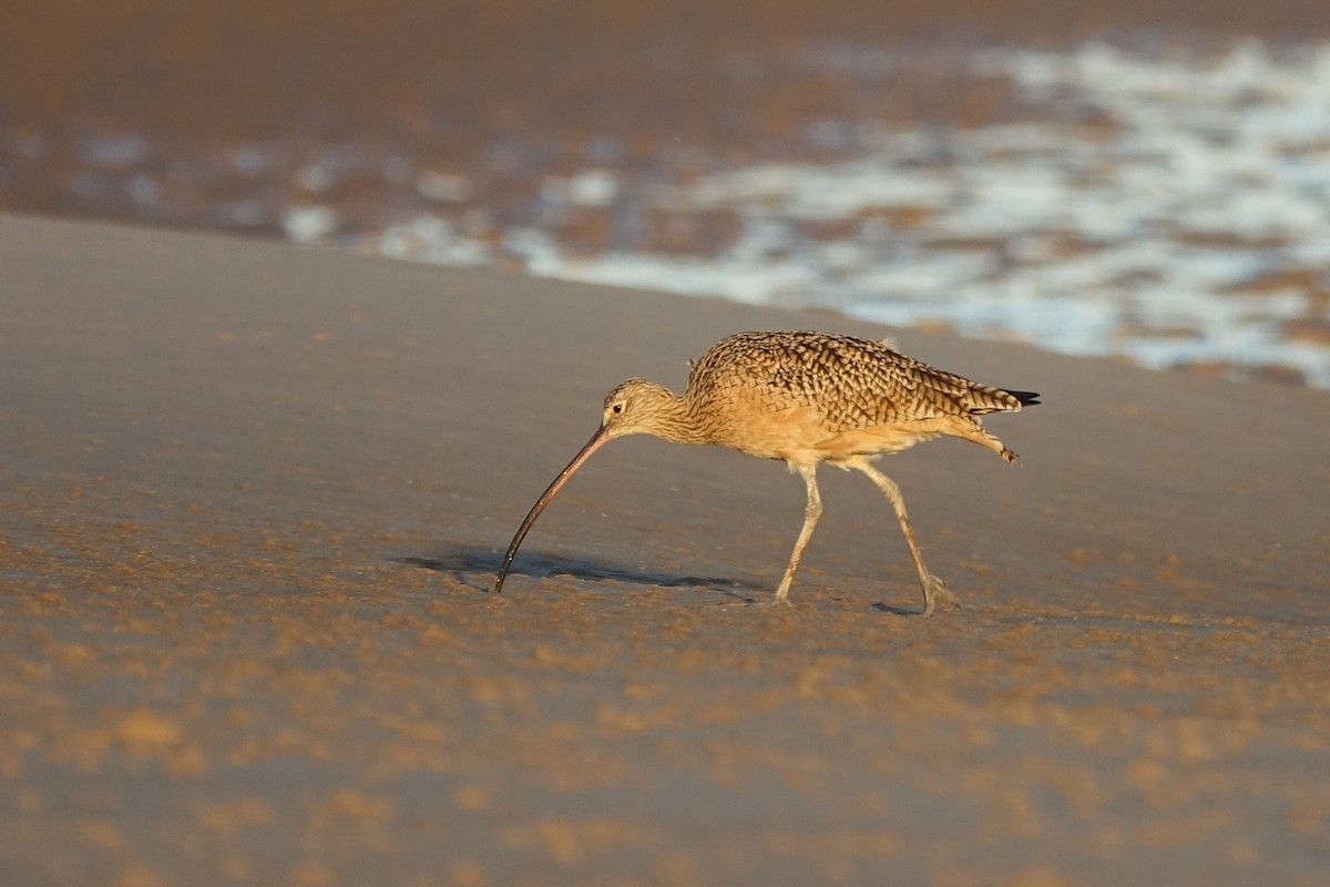 Long-billed Curlew - ML611839625