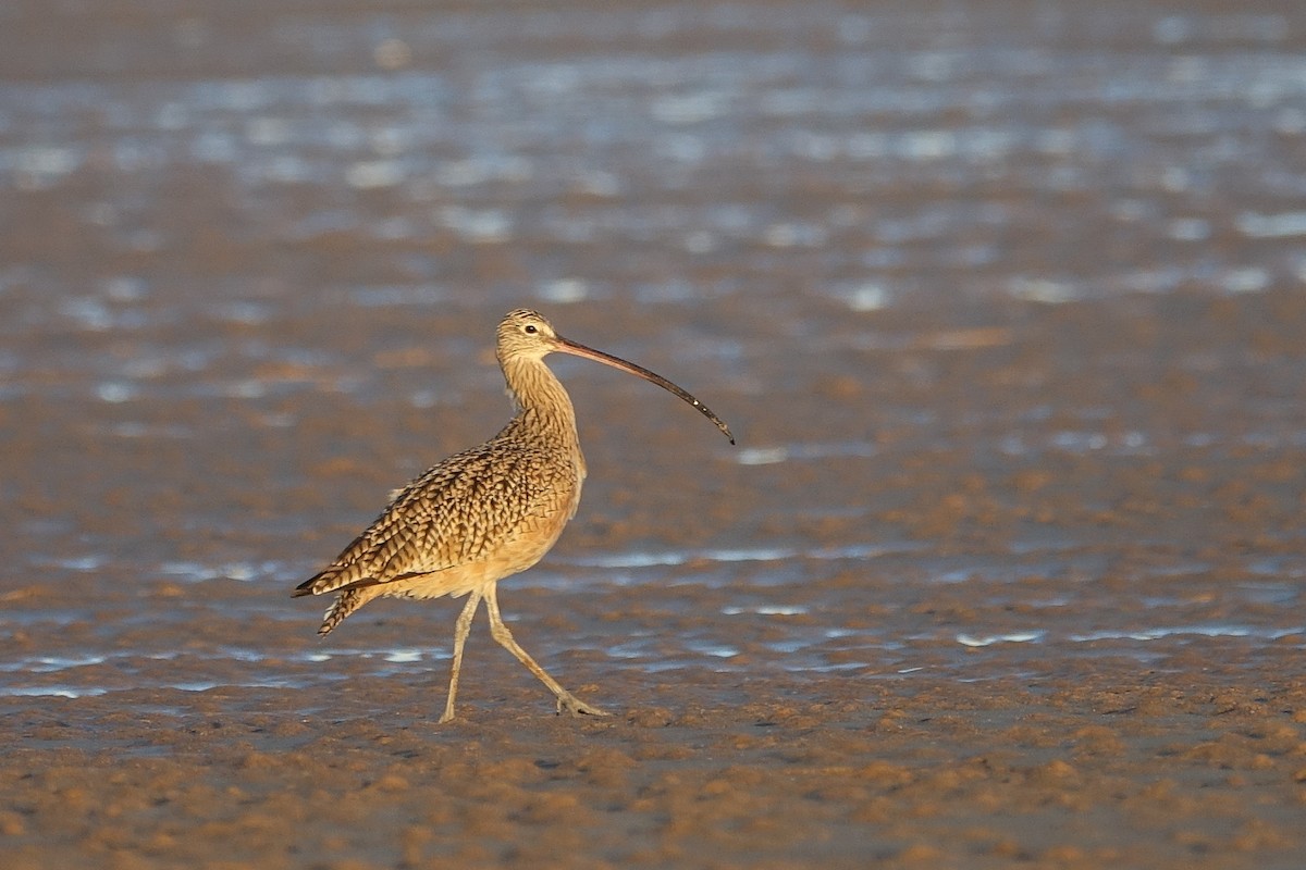 Long-billed Curlew - ML611839626