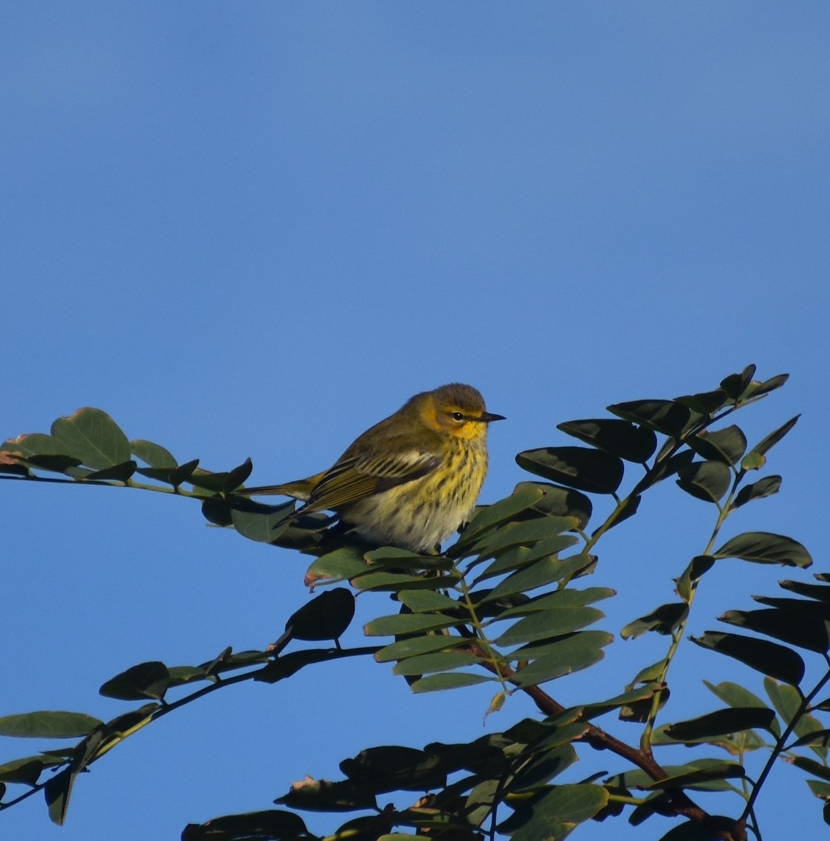 Cape May Warbler - ML611839662
