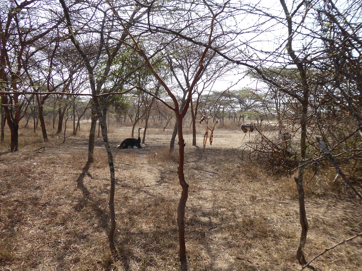 Somali Ostrich - ML611839677