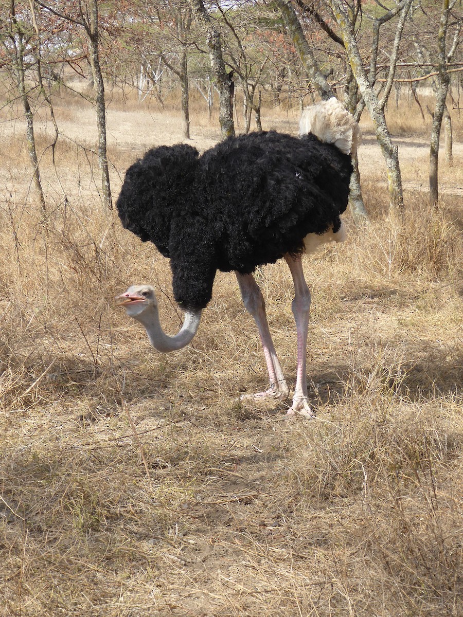 Somali Ostrich - ML611839698