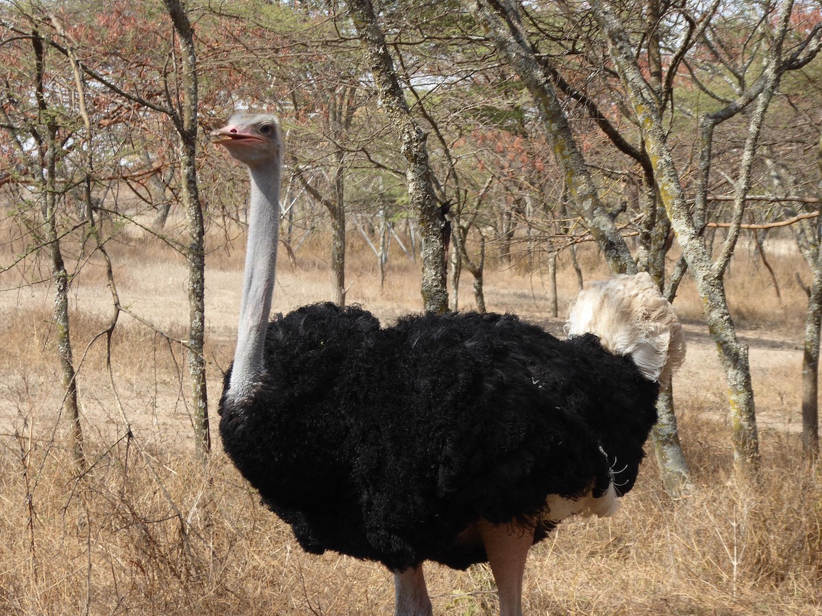 Somali Ostrich - ML611839720