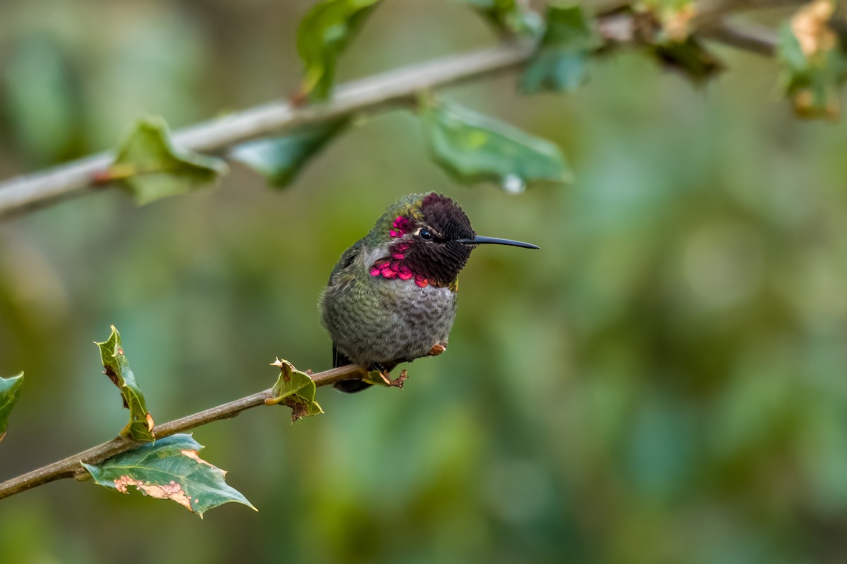 eBird Checklist - 14 Nov 2023 - P/H-MBY - 4 species