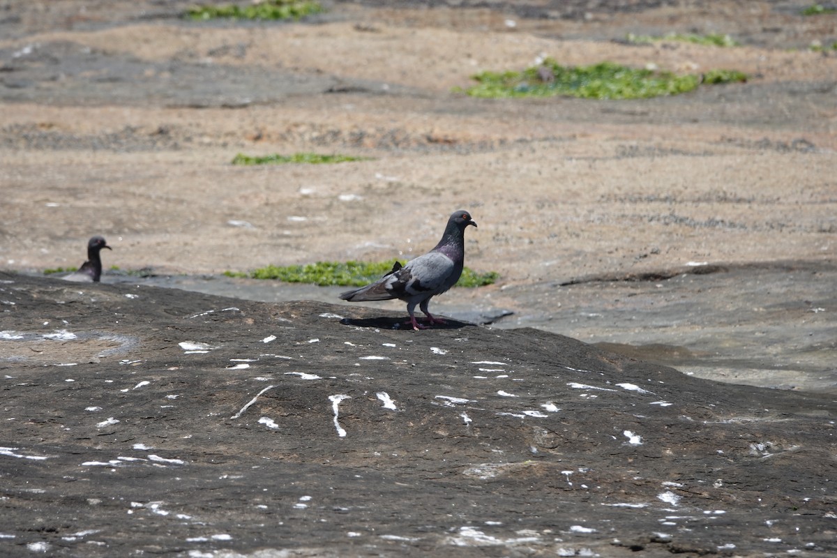 Rock Pigeon (Feral Pigeon) - ML611840001