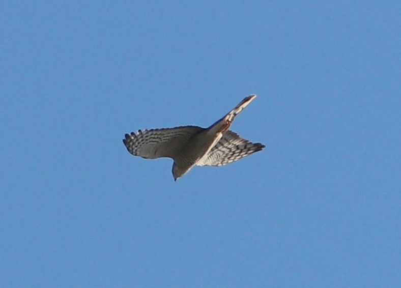 Eurasian Sparrowhawk - ML611840387