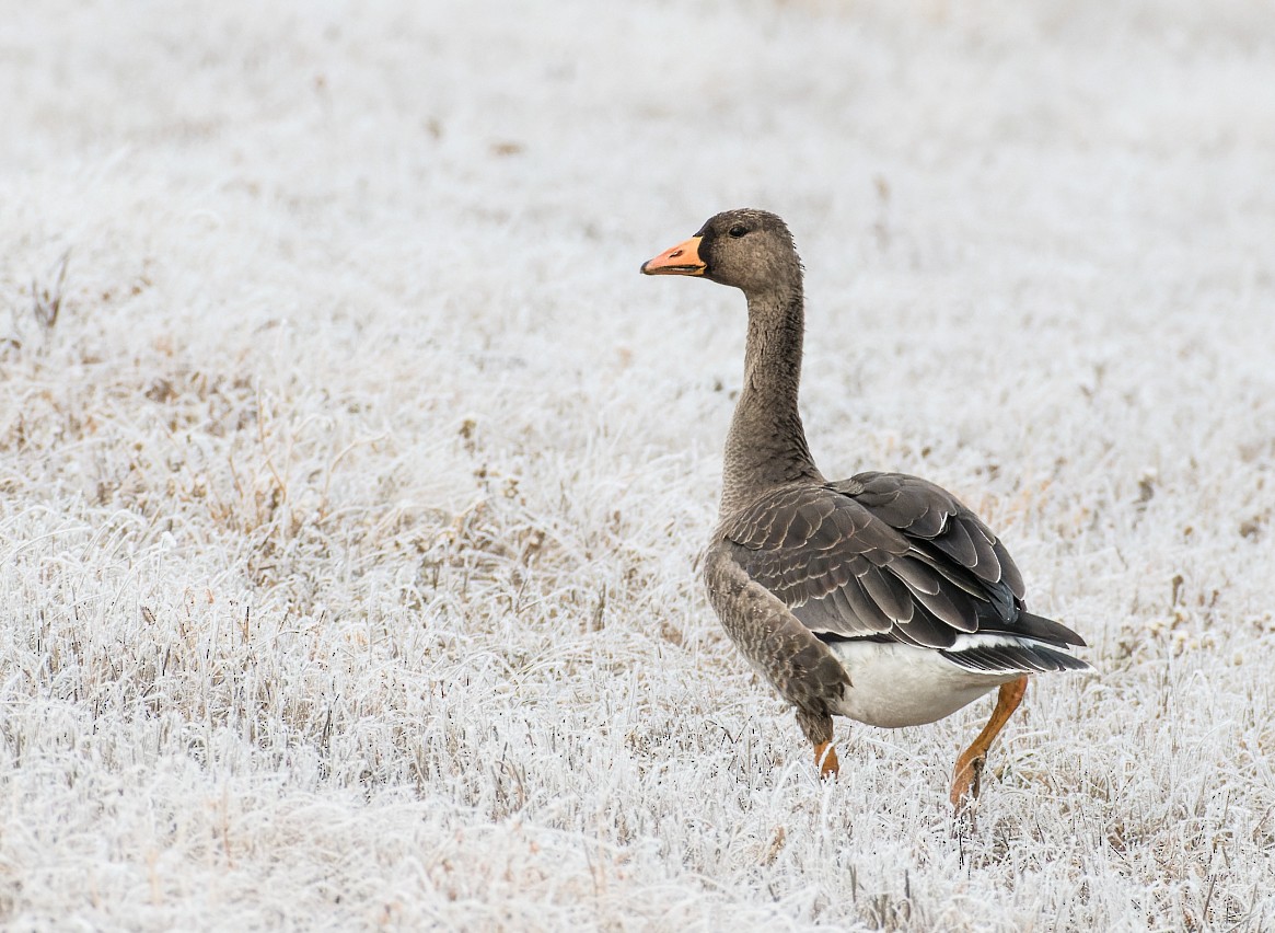 Greater White-fronted Goose - ML611840793