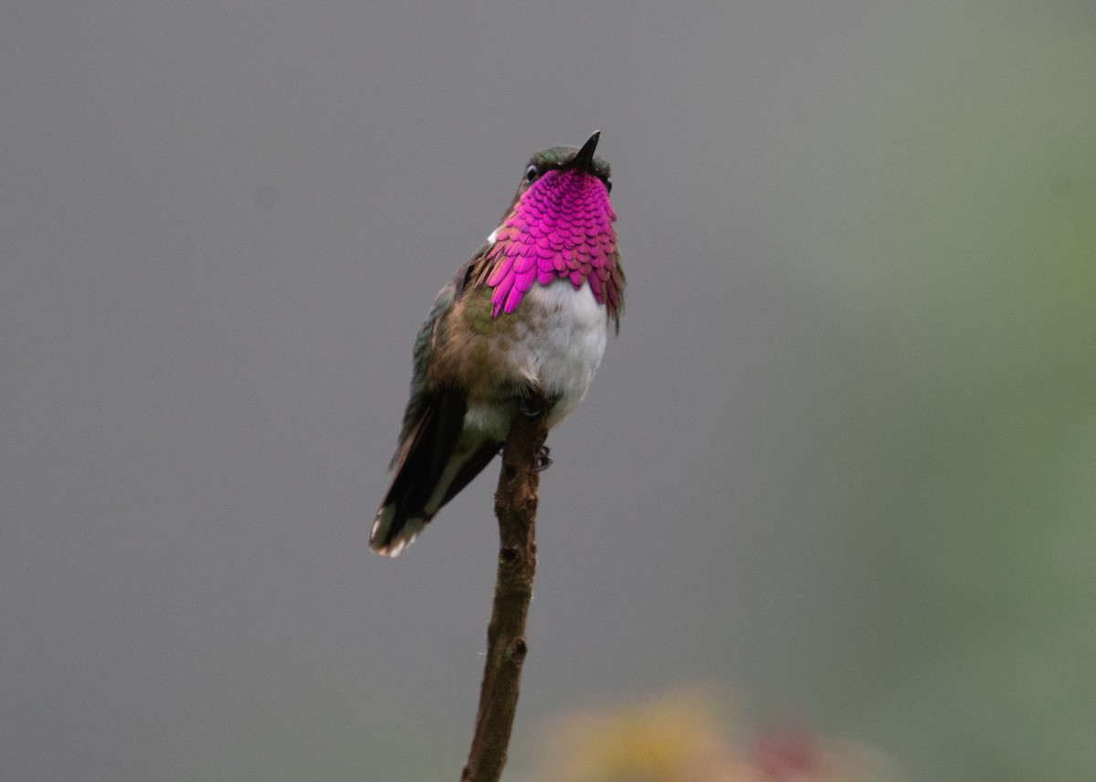 Wine-throated Hummingbird - ML611840826