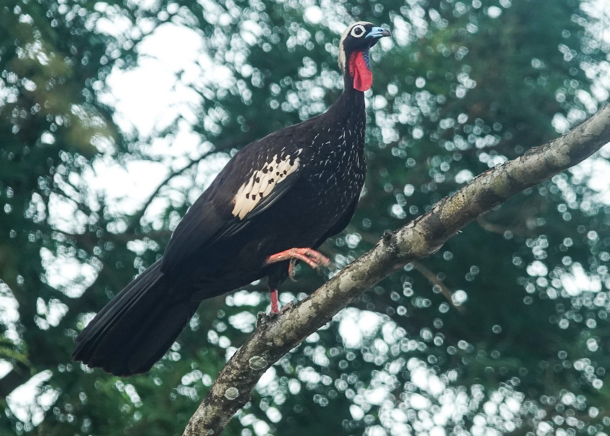 Black-fronted Piping-Guan - ML611840898