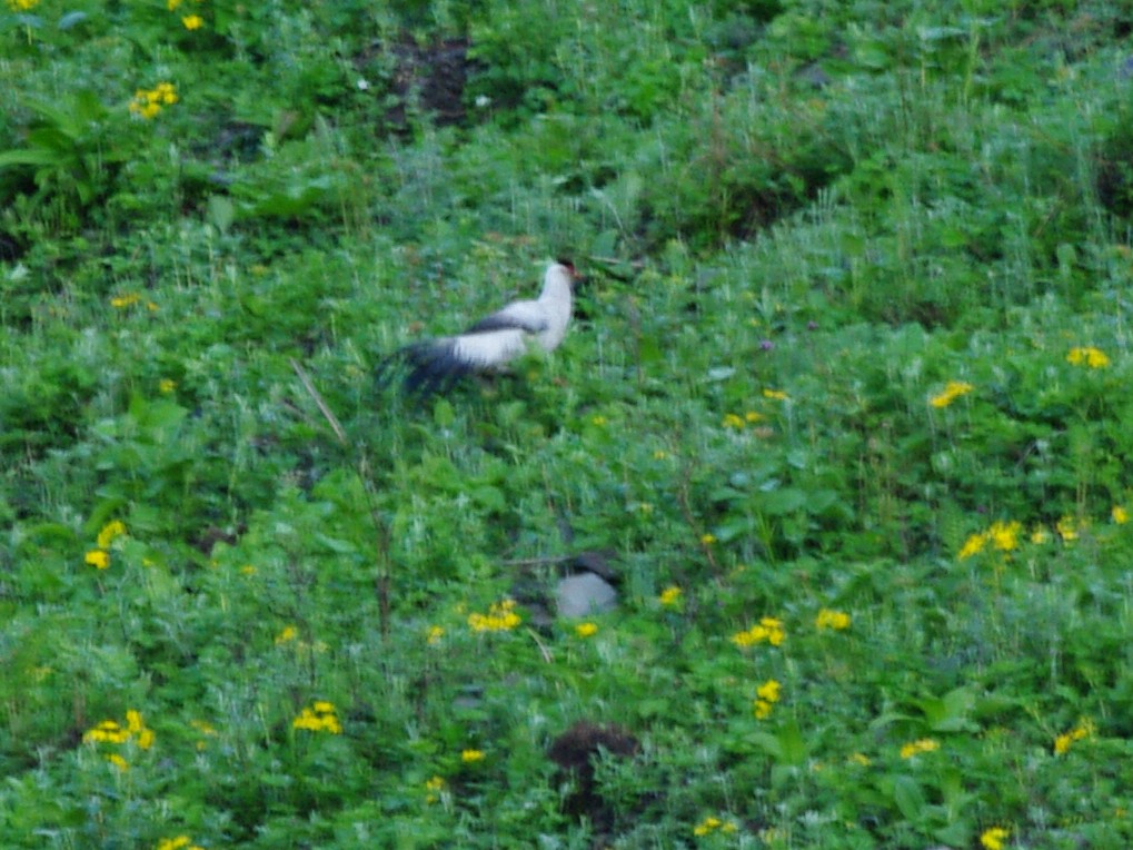 Белый ушастый фазан - ML611841234