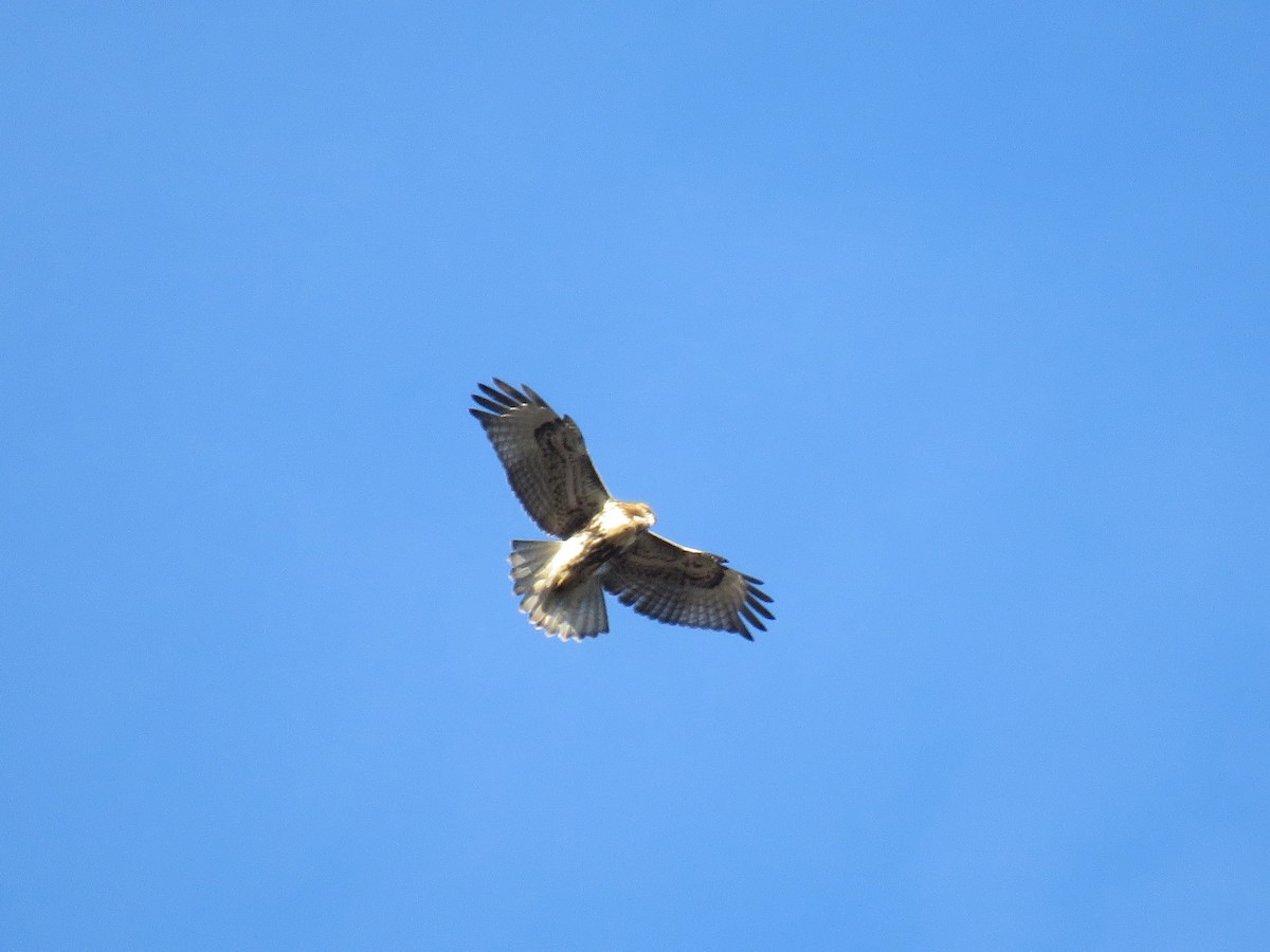 Red-tailed Hawk (borealis) - ML611841504