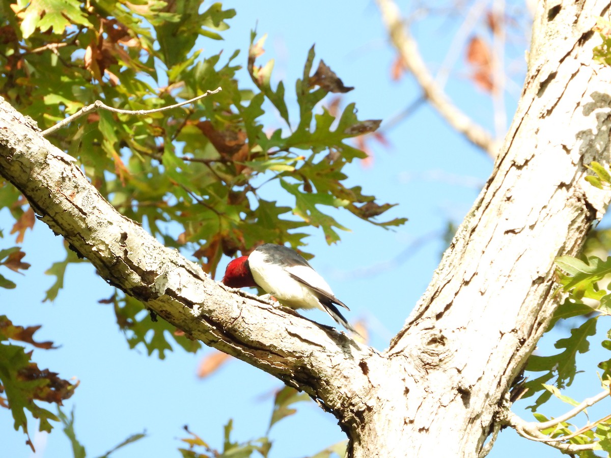 Red-headed Woodpecker - ML611841951
