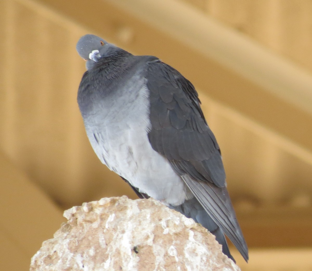 Rock Pigeon (Feral Pigeon) - ML611842006