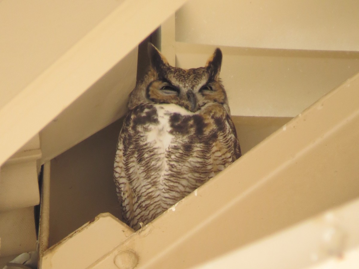 Great Horned Owl - ML611842011