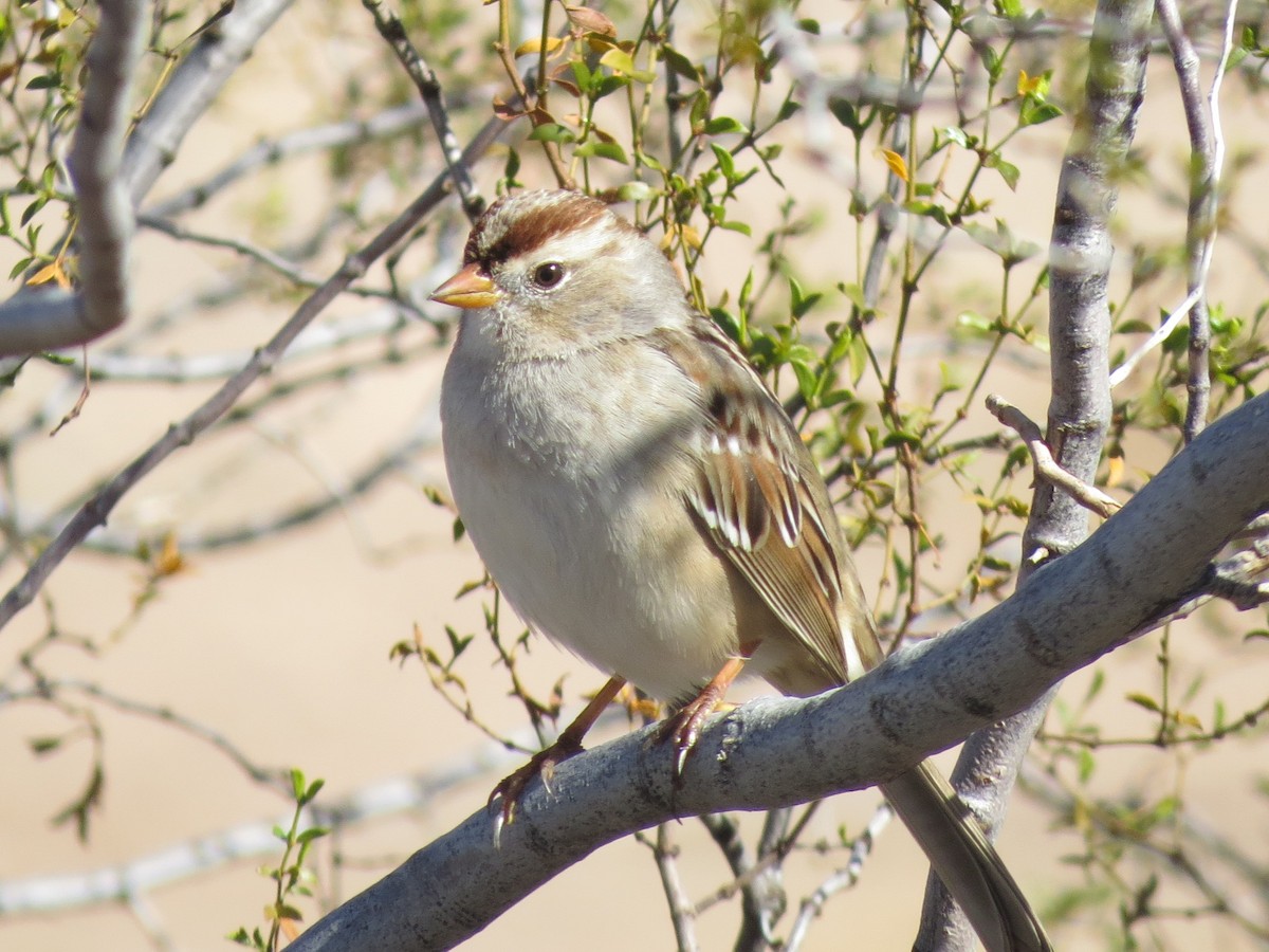 White-crowned Sparrow - ML611842019