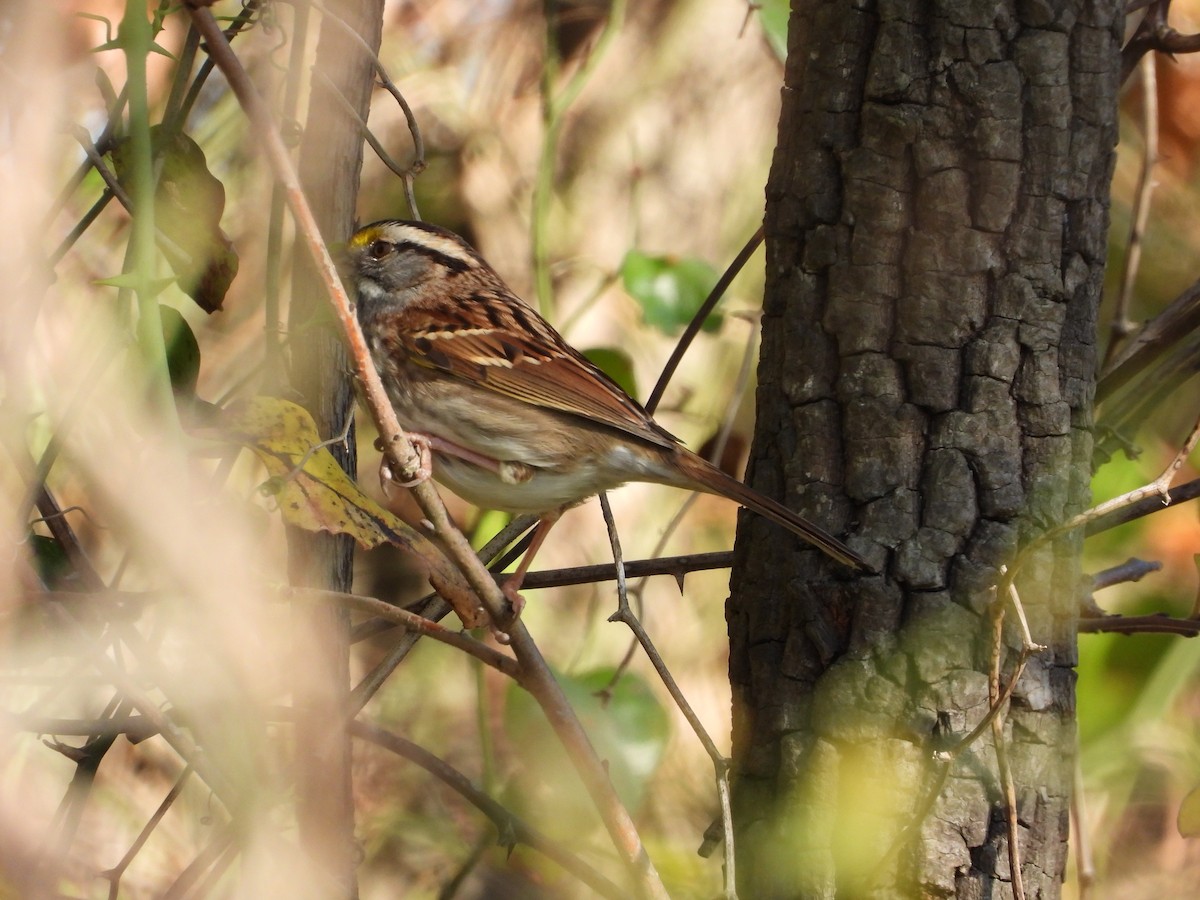 White-throated Sparrow - ML611842100