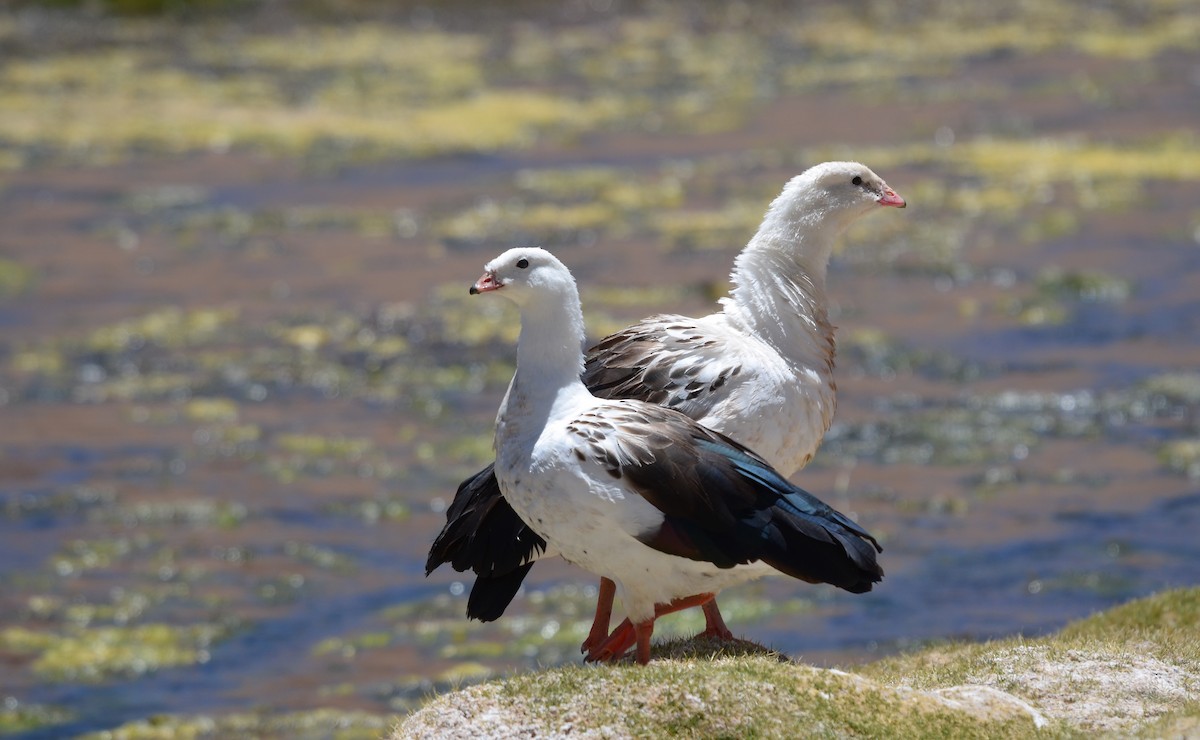 Andean Goose - ML611842350