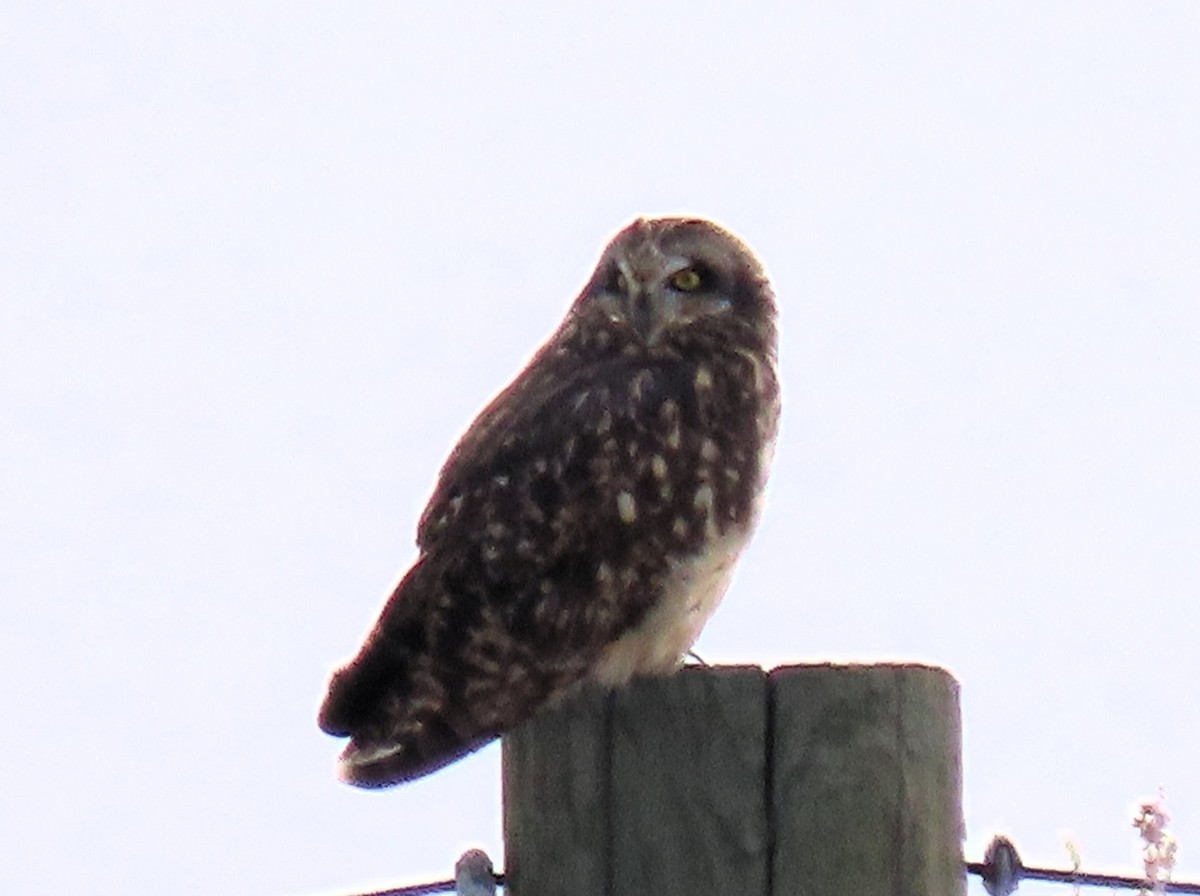 Short-eared Owl - ML611842390