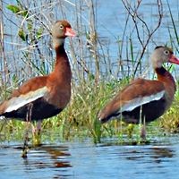 Black-bellied Whistling-Duck, ML61184241