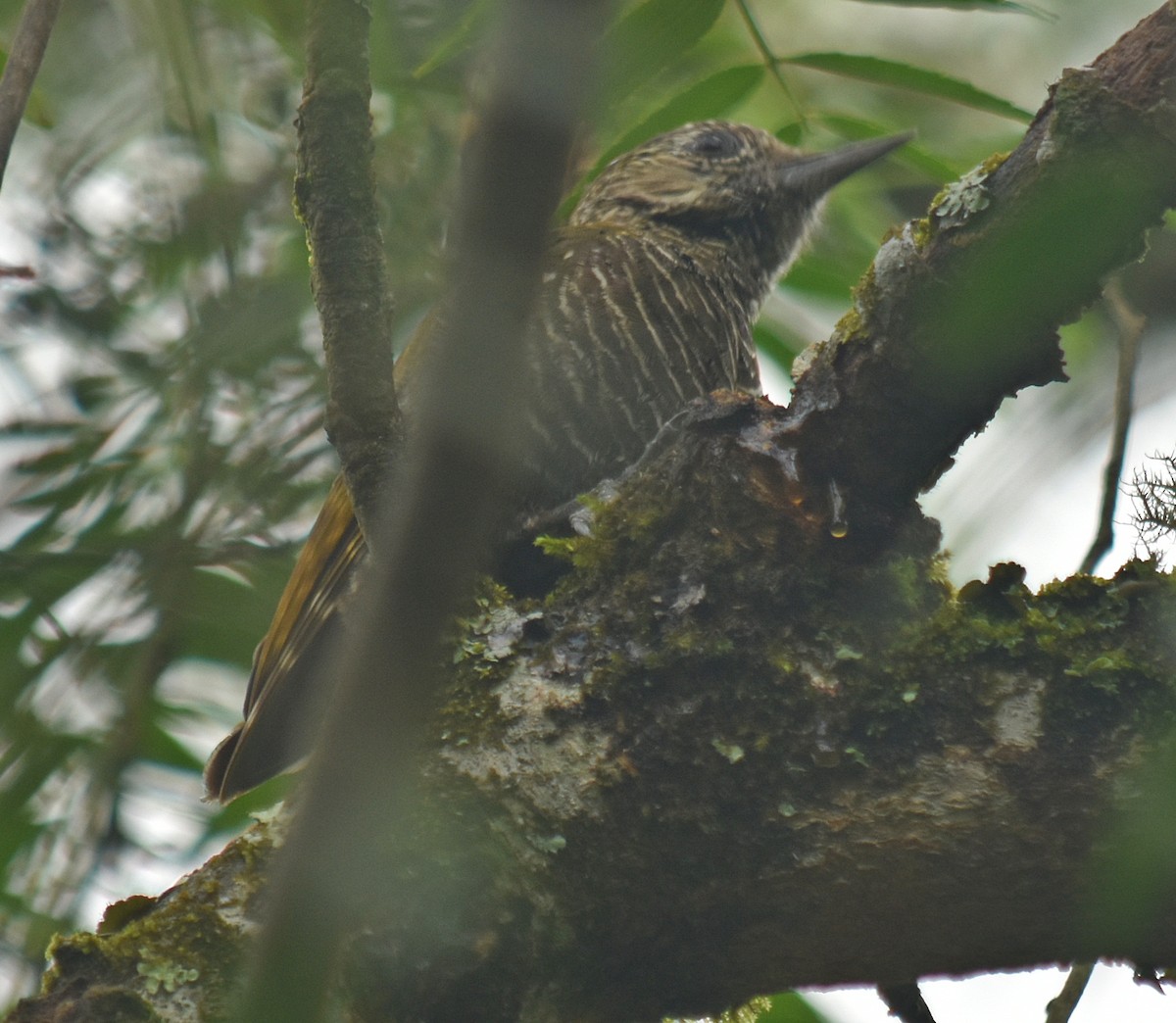 Dot-fronted Woodpecker - ML611842440