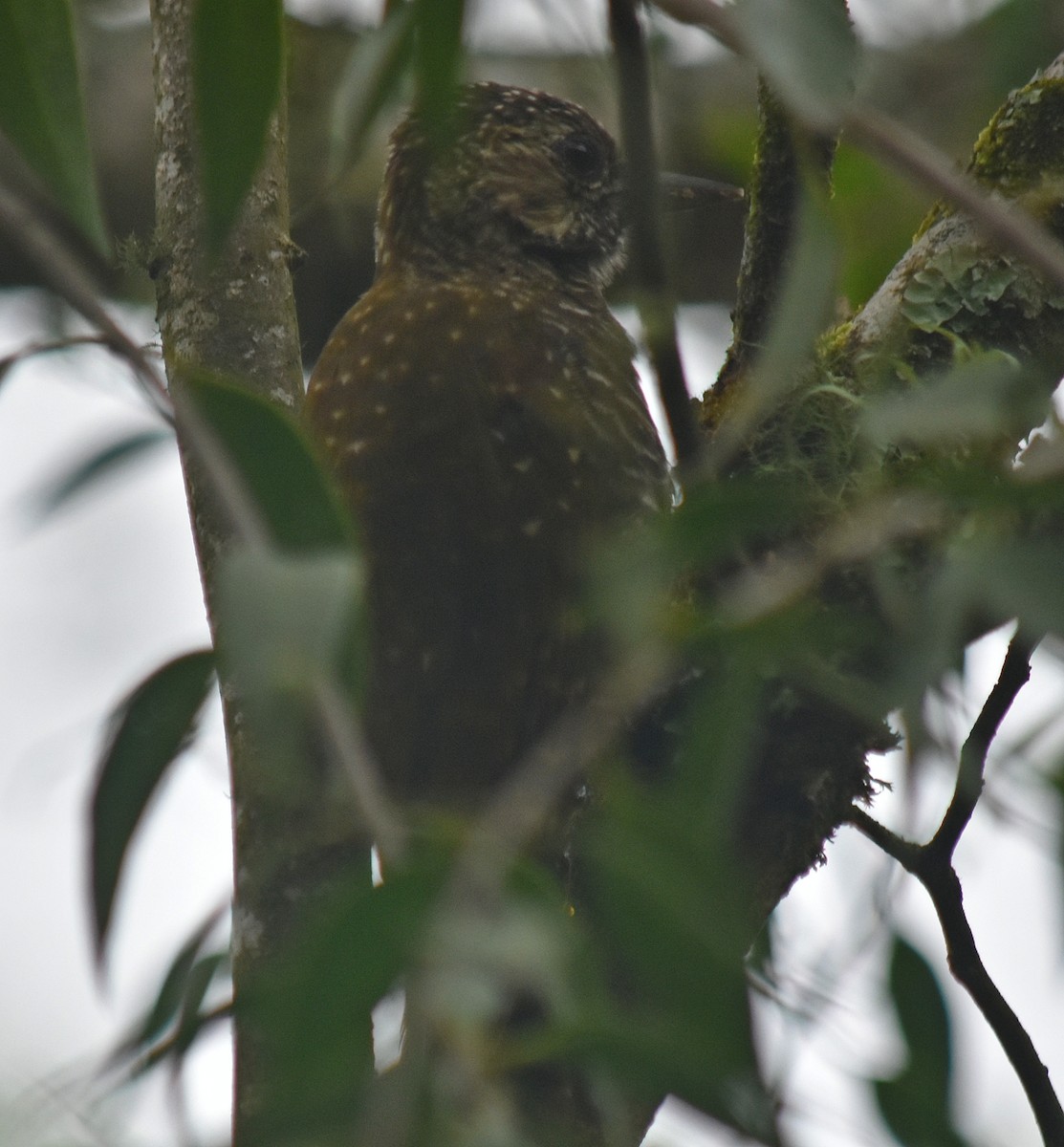 Dot-fronted Woodpecker - ML611842443