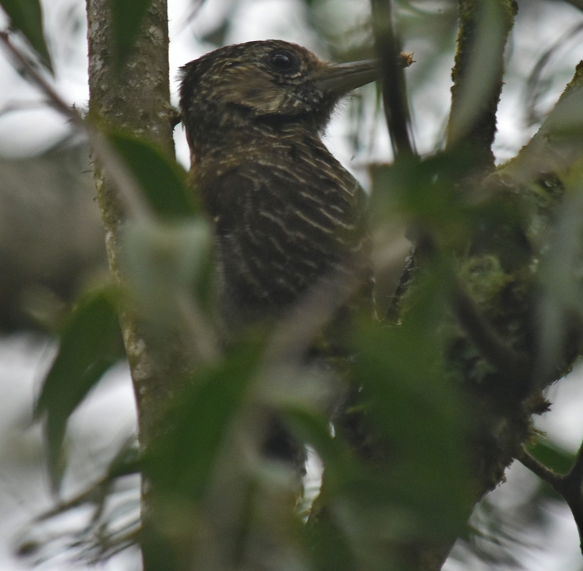 Dot-fronted Woodpecker - ML611842444