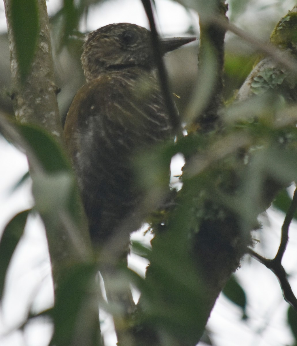 Dot-fronted Woodpecker - ML611842445