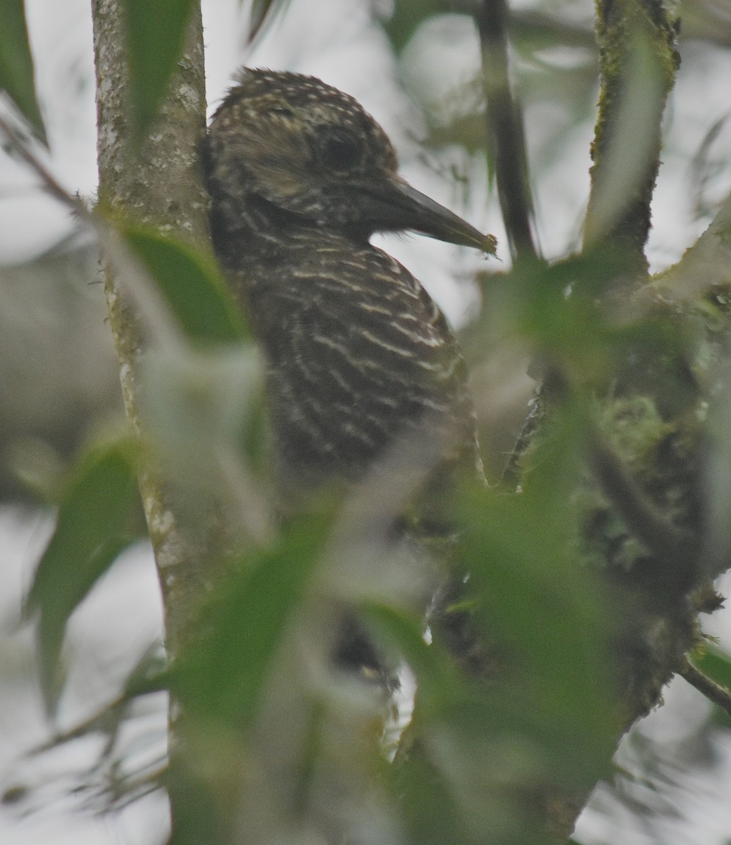 Dot-fronted Woodpecker - ML611842448