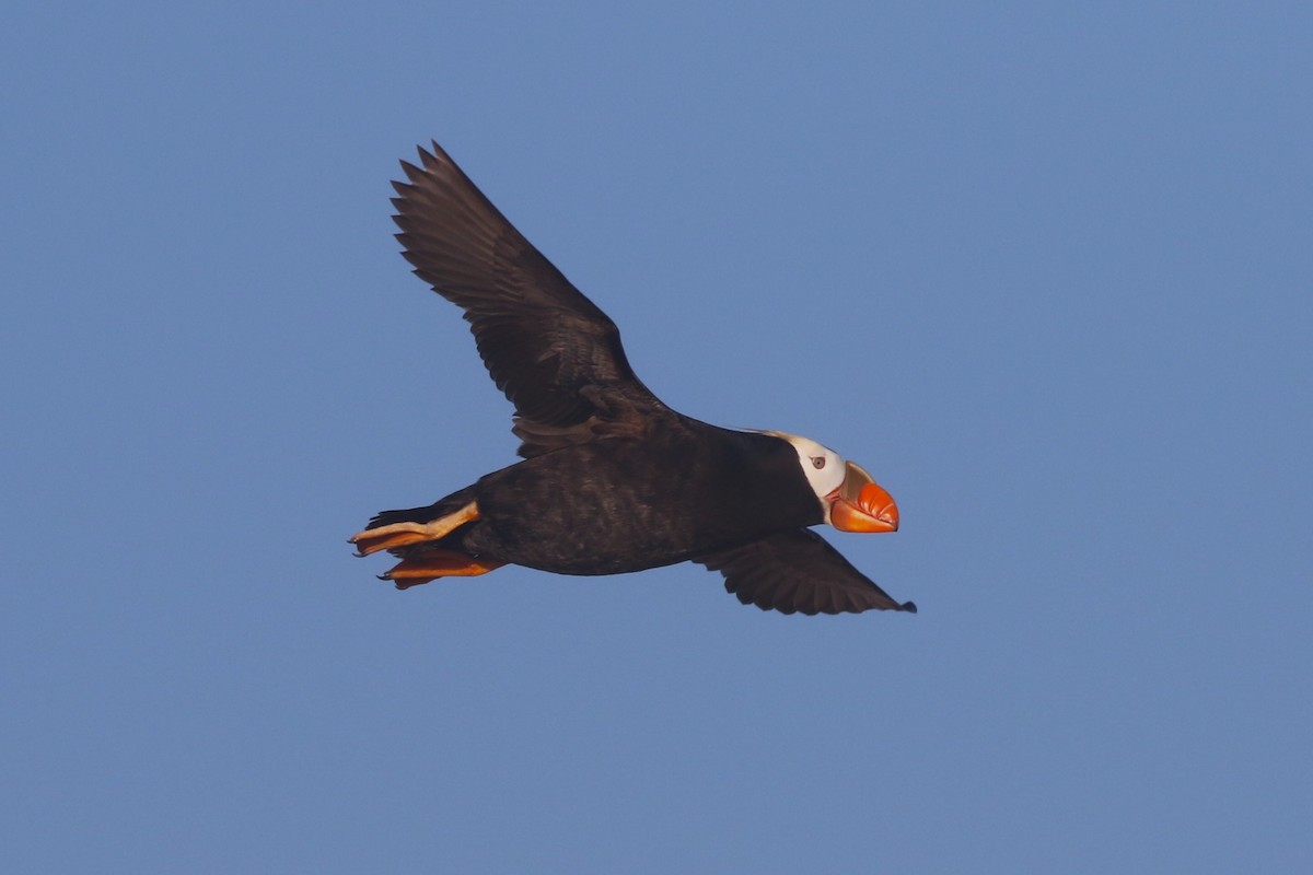 Tufted Puffin - Peyton Caylor