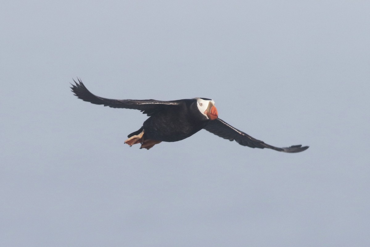 Tufted Puffin - ML611842586