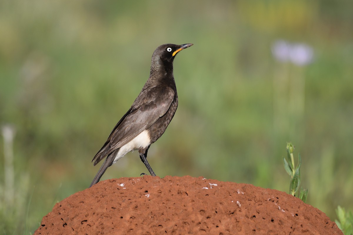 African Pied Starling - ML611843252