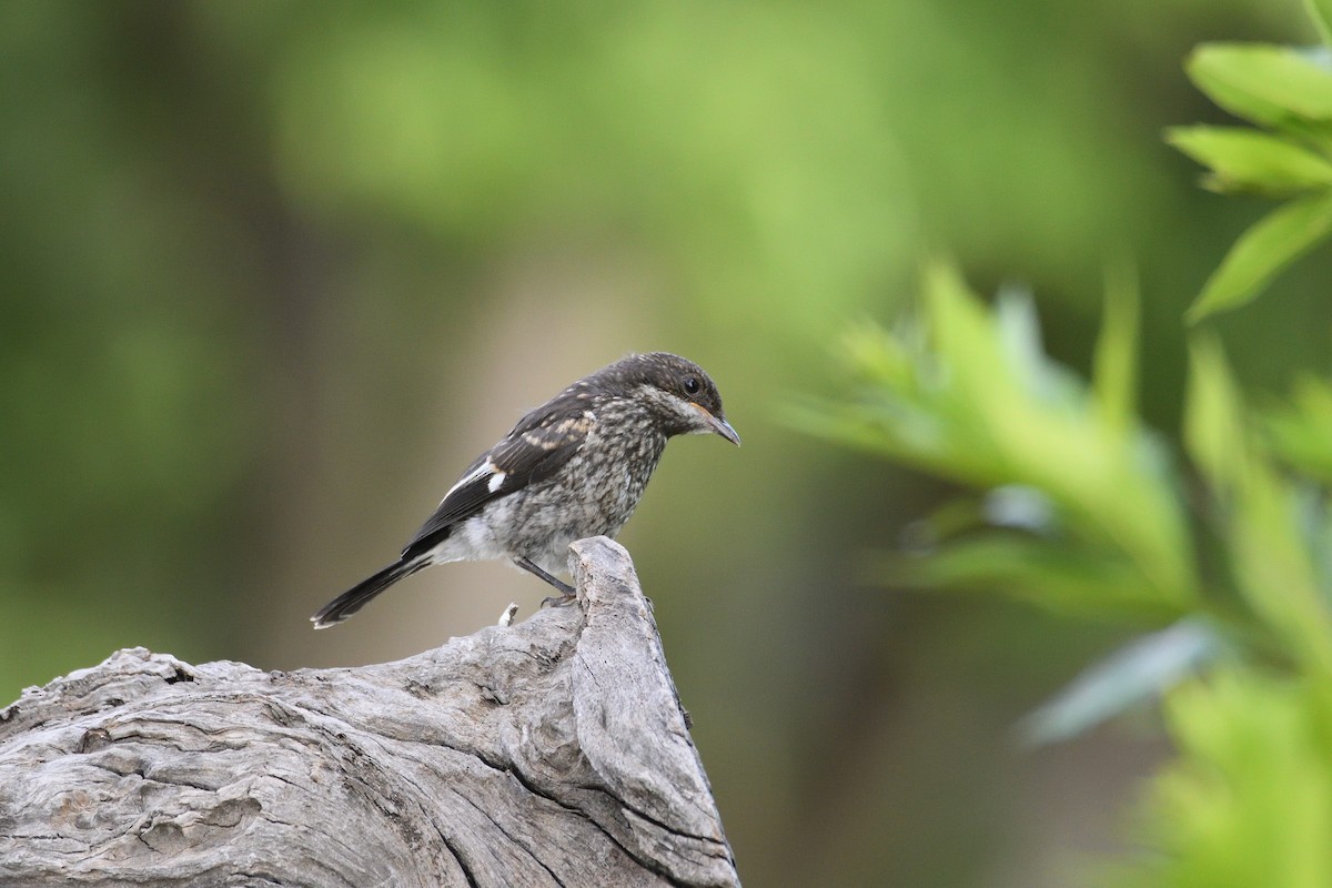 Fiscal Flycatcher - ML611843278