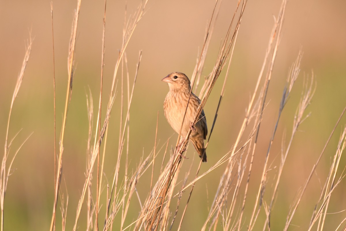 Long-tailed Widowbird - ML611843338