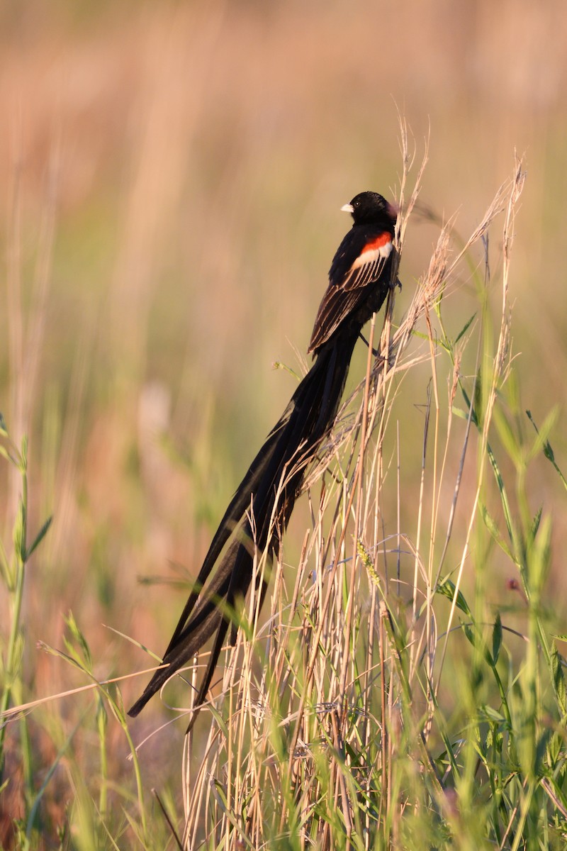 Long-tailed Widowbird - ML611843339