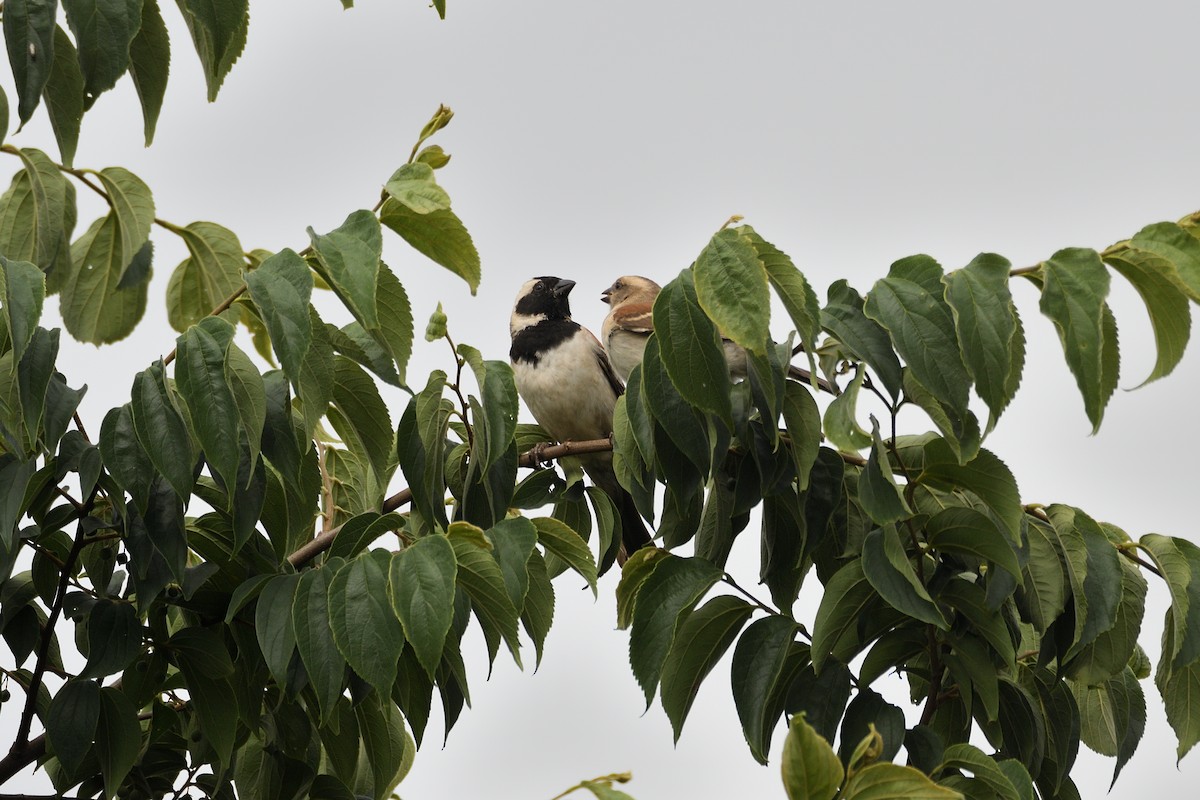 Cape Sparrow - ML611843361