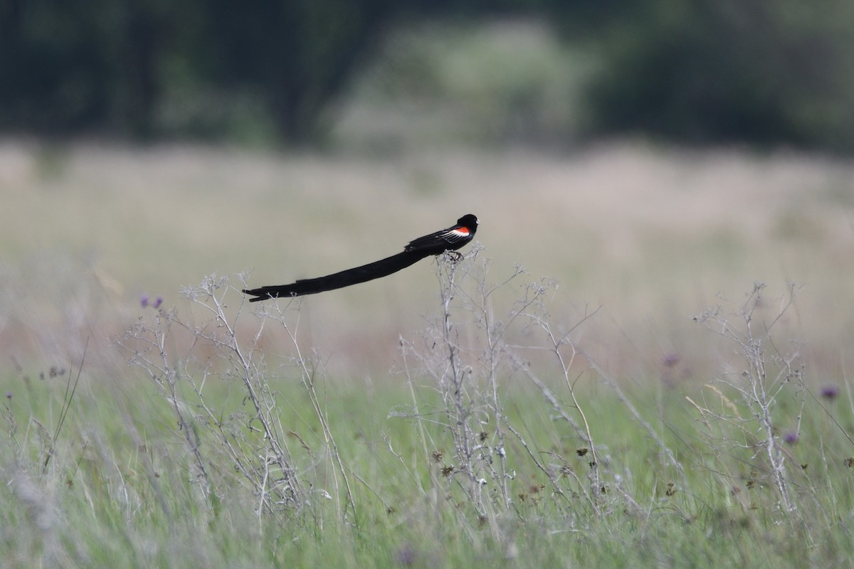 Long-tailed Widowbird - ML611843825