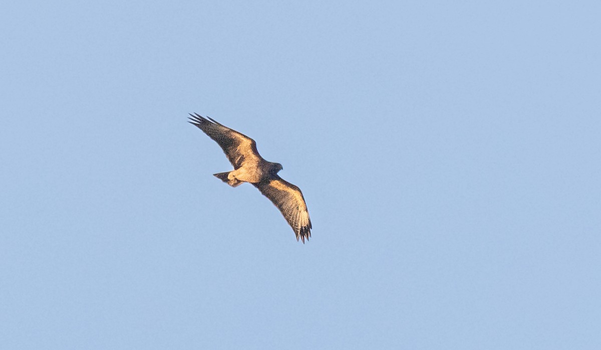 Buteo sp. - ML611844004